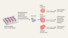 A scalable system using mini-organs to test personalized RNA therapy