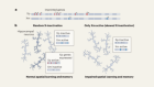 X chromosome passed from mother to daughter influences brain ageing