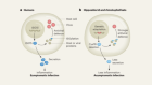 Viral tolerance enabled by a bat-specific genomic tweak