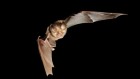 How flight helped bats become invincible to viruses