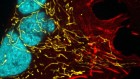 Mitochondria as you’ve never seen them — January’s best science images