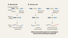 Peptides from abnormal RNA processing in cancer offer an immunotherapy target