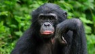 Bonobos know when you’re in the know ― and when you’re not