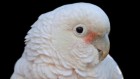 Gourmet cockatoos like to fancy up their food