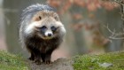 What sparked the COVID pandemic? Mounting evidence points to raccoon dogs