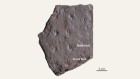 Track record: unexpectedly early reptile claw prints found