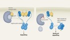 Blocking a key node in cancer signalling unlocks therapeutic potential