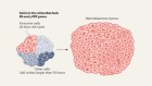 The cell-division cycle is faster in cell types prone to forming cancer