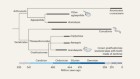 The evolutionary origin of sensitive dental structures
