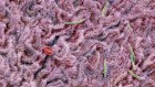 How to fix a gut microbiome ravaged by antibiotics