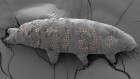 Did a tardigrade get the world’s tiniest tattoo? April’s best science images