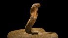 Blood of man who’s had 200 snake bites helps make a potent antivenom