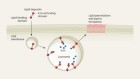 Lipid-degrading small molecule kills cancer cells by ferroptosis