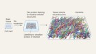 Brain tissue artificially expanded to show how neurons wire together