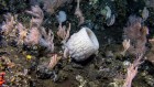 Guess how much of the ocean floor humans have explored