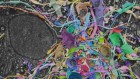 Detailed mouse brain map created with off-the-shelf microscope
