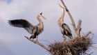 North America’s birds are declining where they should be thriving