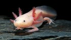 How axolotl cells ‘remember’ development to rebuild a lost limb
