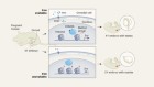 Iron deficiency in pregnant mice causes XY embryos to develop with female characteristics