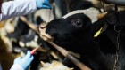 Bird-flu vaccine for cattle aces early test