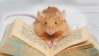 Mice grow bigger brains when given this stretch of human DNA