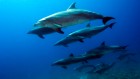 Can AI help us talk to dolphins? The race is now on