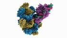 Powerful CRISPR system inserts whole gene into human DNA 