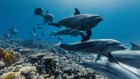 Turning the tide on ocean conservation