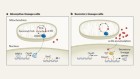 Mitochondrial molecule has unexpected role in tissue healing