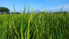 ‘Landmark’ evolution study shows how rice inherits tolerance to cold without DNA changes