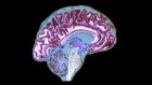 How the brain spies on the gut: with help from newfound immune cells