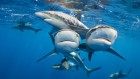 Why we should protect the high seas from all extraction, forever