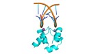 Rare ‘ambidextrous’ protein breaks rules of handedness
