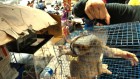 Exclusive: Inside the thriving wild-animal markets that could start the next pandemic