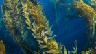 Underwater kelp forests are losing a turf war