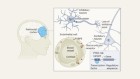 Investigating the molecular ‘scars’ of PTSD in the human brain