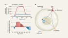 Sex differences in skin-cancer risk are linked to oestrogen levels