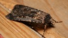 Migratory moths navigate using the stars