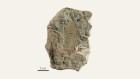 Unusual fossil skin appendage is not a feather