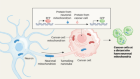 Neuronal transfer of mitochondria to tumour cells promotes cancer spread