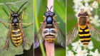 3D printing offers a way to study mimicry by insects