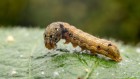 Hungry caterpillars can brew exotic molecules in their guts