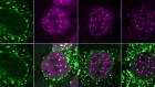 ‘Killswitch’ protein lets scientists study immobilized cellular droplets