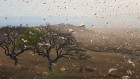Plagues of locusts could be avoided by using compounds that suppress swarming