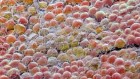 Hormone helps mice live longer and avoid obesity