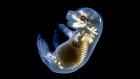 Mice with human cells developed using ‘game-changing’ technique