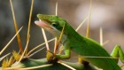 ‘Super-healing’ animals inspire human treatments