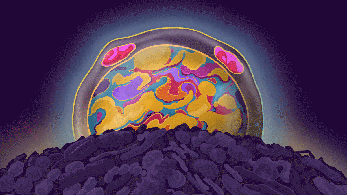 Single-celled organisms set for greater role in gut health