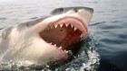 Happy birthday Jaws! How the movie changed shark science