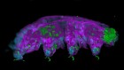 Tardigrade-obsessed: meet the researchers trying to turn water bears into neuroscience models